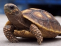 Animals - Tortoise