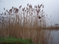 reeds