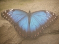 Background - Butterfly