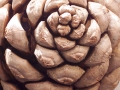 Backgrounds - PineCone