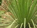 Plant - Grass