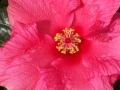 Red-Flower