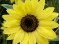 Yellow-Flower