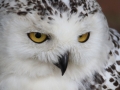 Black-White-Owl