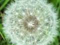 Dandelion1