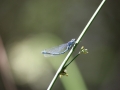 Dragonfly2