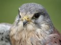 Kestrel