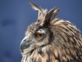 Owl11