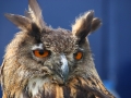 Owl3