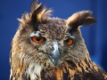 Owl5