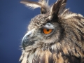 Owl8