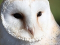 White-Owl