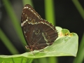 Wildlife - Butterfly