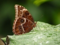 Wildlife - Butterfly2