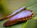 Wildlife - Butterfly3