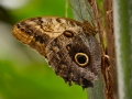 Wildlife - Butterfly4