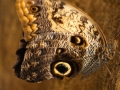 Wildlife - Butterfly5