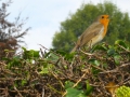 Wildlife - Robin