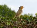 Wildlife - Robin2