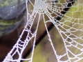 Winter - Web